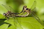 Lancet Clubtail Dragonfly