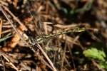 Lancet Clubtail Dragonfly