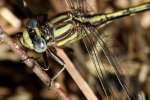 Lancet Clubtail Dragonfly