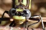 Lancet Clubtail Dragonfly