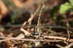 Lancet Clubtail Dragonfly