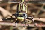 Lancet Clubtail Dragonfly