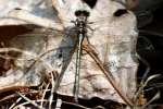 Lancet Clubtail Dragonfly