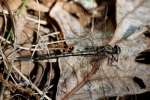 Lancet Clubtail Dragonfly