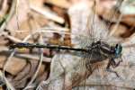 Lancet Clubtail Dragonfly