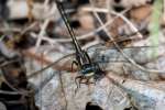 Lancet Clubtail Dragonfly