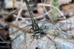 Lancet Clubtail Dragonfly