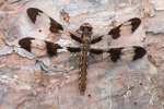 Common Whitetail Dragonfly