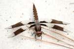 Common Whitetail Dragonfly