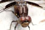 Common Whitetail Dragonfly