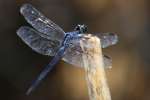 Great Blue Skimmer Dragonfly