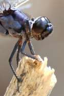 Great Blue Skimmer Dragonfly