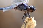 Great Blue Skimmer Dragonfly