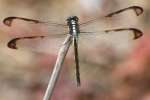 Great Blue Skimmer Dragonfly