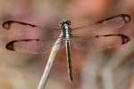 Great Blue Skimmer Dragonfly