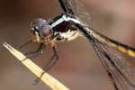 Great Blue Skimmer Dragonfly