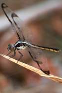 Great Blue Skimmer Dragonfly