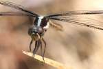 Great Blue Skimmer Dragonfly