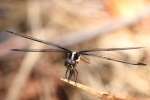 Great Blue Skimmer Dragonfly