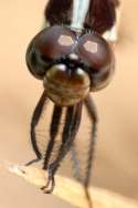 Great Blue Skimmer Dragonfly