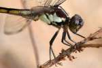 Great Blue Skimmer Dragonfly