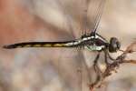 Great Blue Skimmer Dragonfly