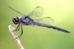 Great Blue Skimmer Dragonfly