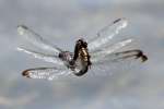 Great Blue Skimmer Dragonfly