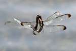 Great Blue Skimmer Dragonfly