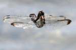 Great Blue Skimmer Dragonfly