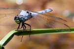 Green Clearwing / Eastern Pondhawk Dragonfly