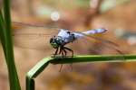 Green Clearwing / Eastern Pondhawk Dragonfly