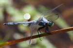 Green Clearwing / Eastern Pondhawk Dragonfly