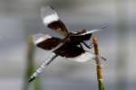 Widow Skimmer Dragonfly