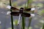 Widow Skimmer Dragonfly