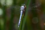 Green Clearwing / Eastern Pondhawk Dragonfly