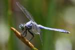 Green Clearwing / Eastern Pondhawk Dragonfly