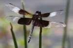 Widow Skimmer Dragonfly