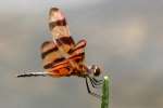 Brown-spotted Yellow-wing Dragonfly