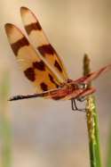 Brown-spotted Yellow-wing Dragonfly