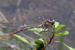 Two-striped Forceptail Dragonfly