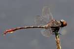 Two-striped Forceptail Dragonfly