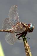 Two-striped Forceptail Dragonfly