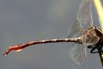 Two-striped Forceptail Dragonfly