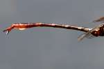 Two-striped Forceptail Dragonfly