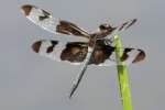 Banded Pennant Dragonfly