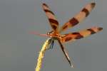 Brown-spotted Yellow-wing Dragonfly