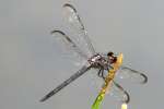 Great Blue Skimmer Dragonfly