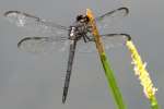 Great Blue Skimmer Dragonfly