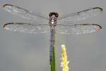 Great Blue Skimmer Dragonfly